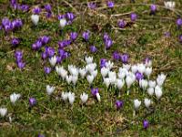 07 Krokusblüte Daffnerwaldalm Heuberg